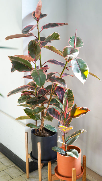 Ficus Belize - Image 1