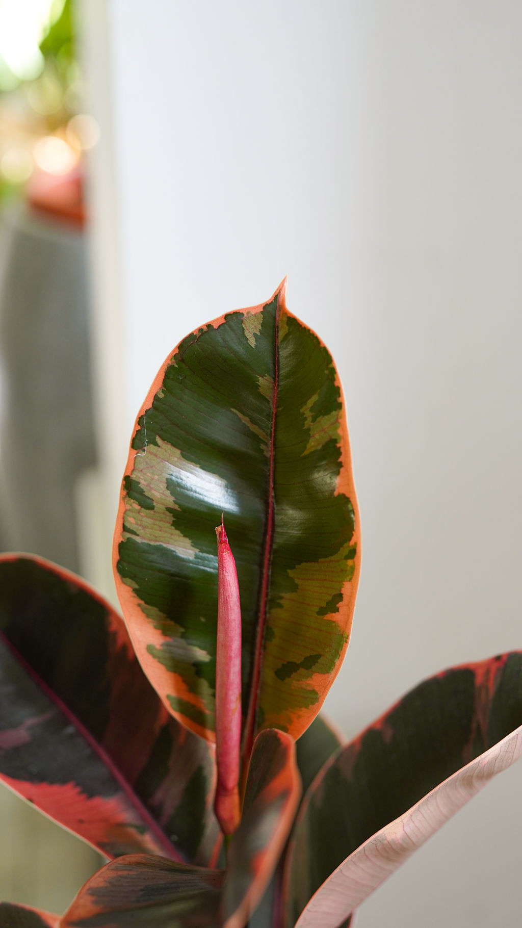 Ficus Belize - Image 2