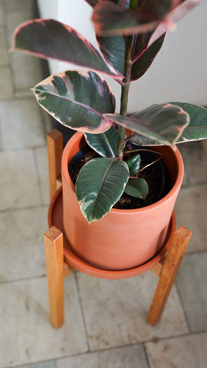 Ficus Belize - Image 3