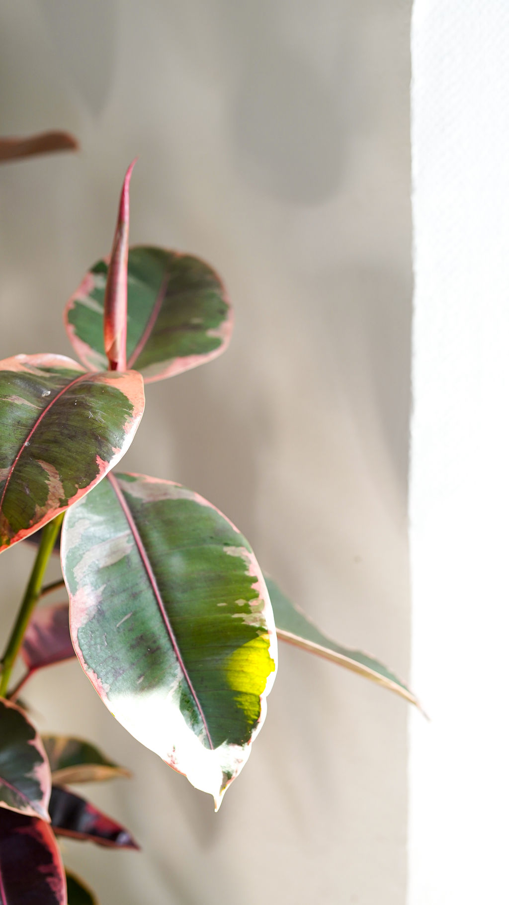 Ficus Belize - Image 5