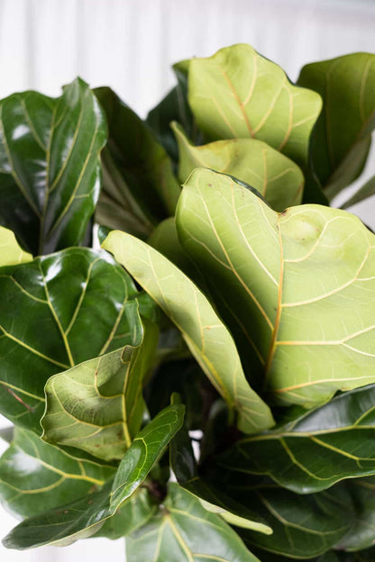 Ficus Lyrata on Stem - Image 2