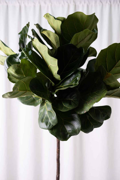 Ficus Lyrata on Stem - Image 6
