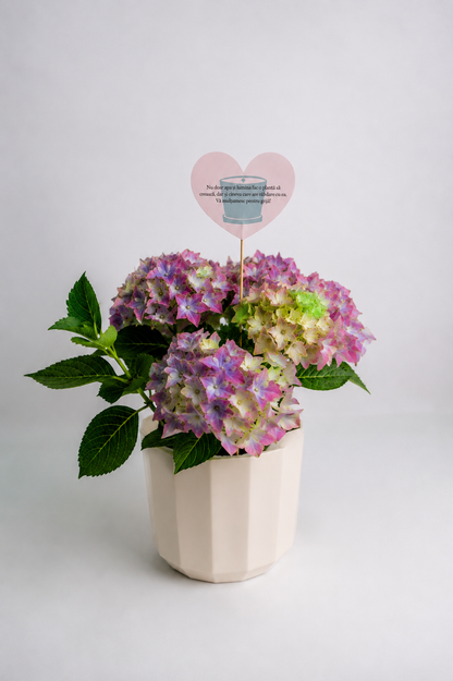 Set 4: Back to School – Hortensie