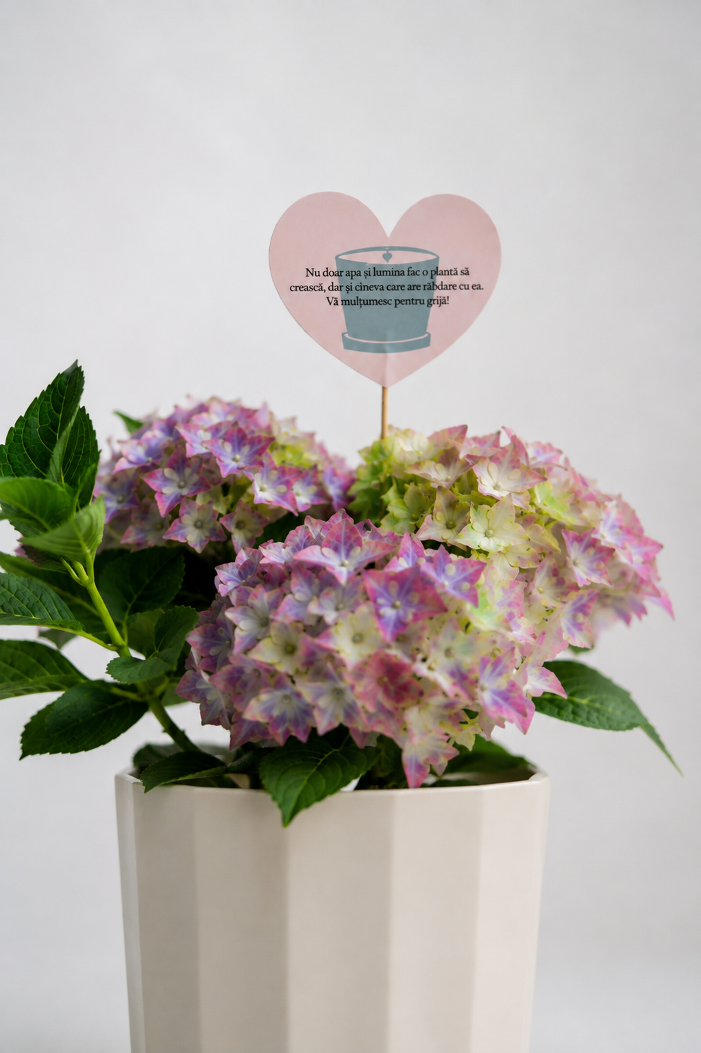 Set 4: Back to School – Hortensie