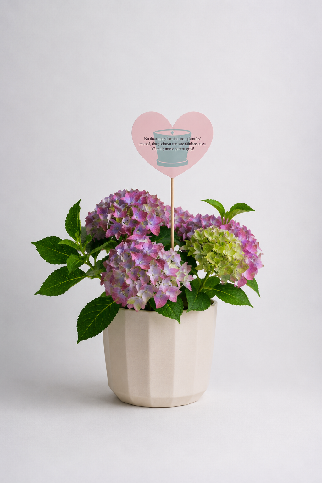 Set 4: Back to School – Hortensie