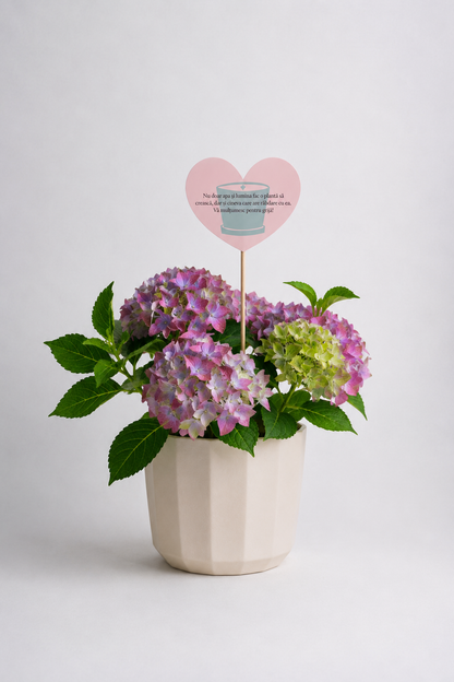 Set 4: Back to School – Hortensie