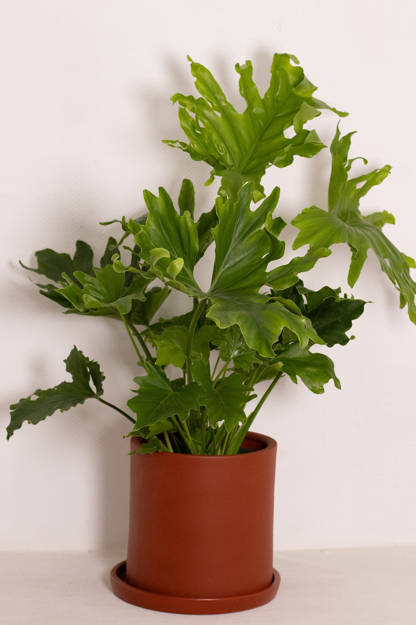 Philodendron Little Hope