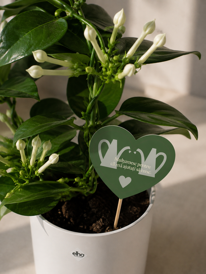 Set 5: Back to School – Jasmin Stephanotis