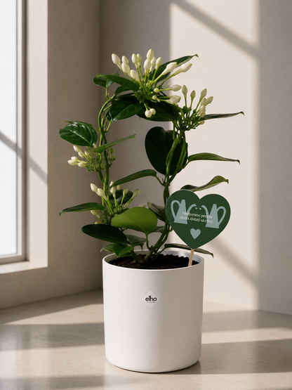 Set 5: Back to School – Jasmin Stephanotis