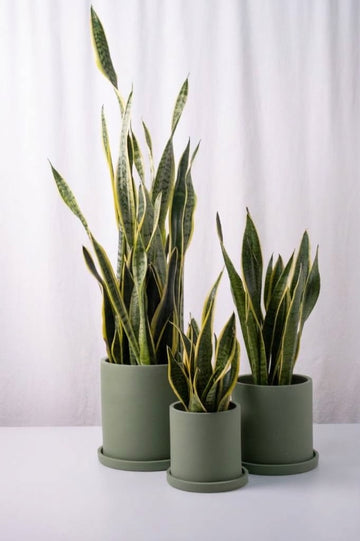 Sansevieria Laurentii