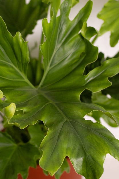 Philodendron Little Hope