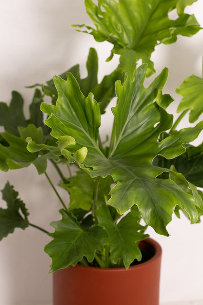 Philodendron Little Hope