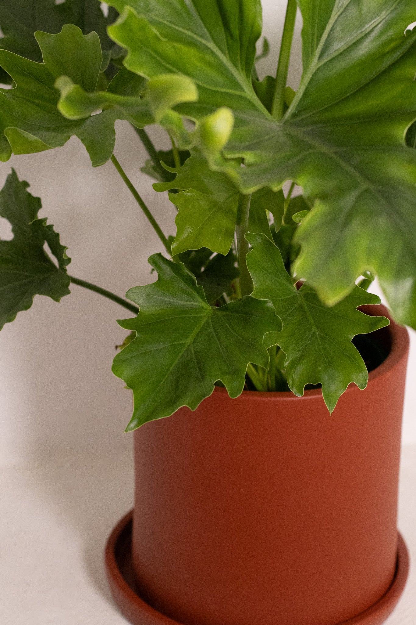 Philodendron Little Hope