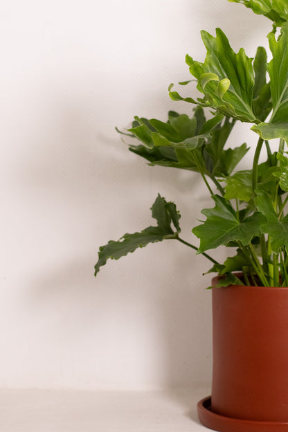 Philodendron Little Hope