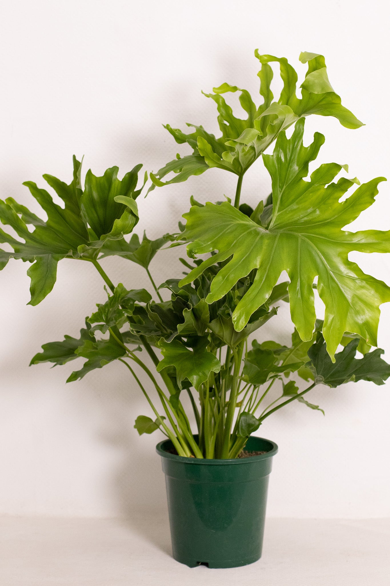 Philodendron Little Hope