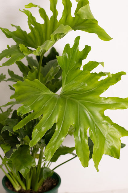 Philodendron Little Hope