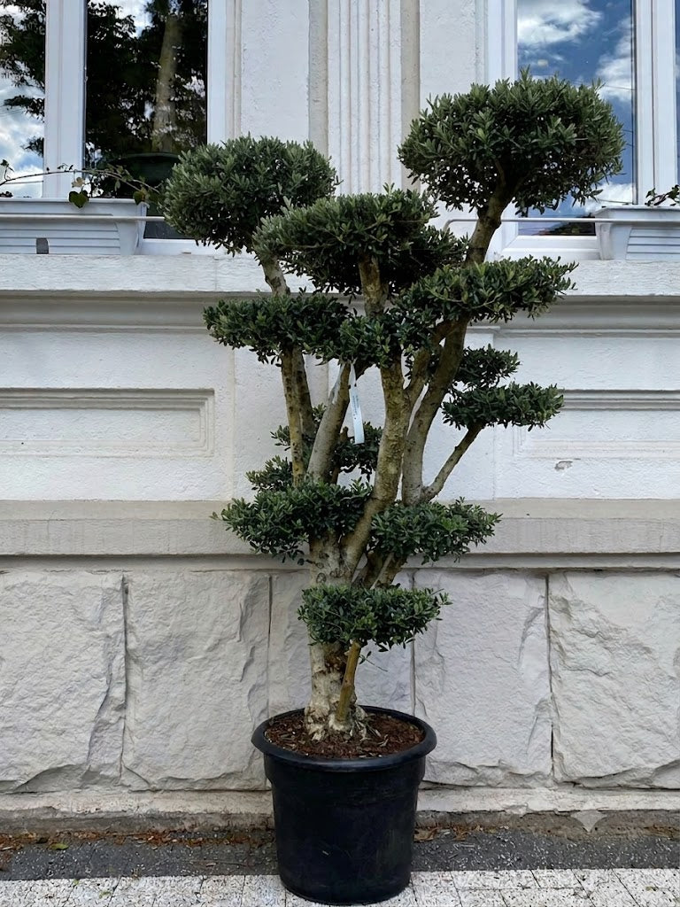 Maslin Bonsai