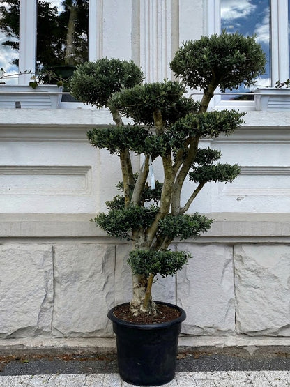 Maslin Bonsai