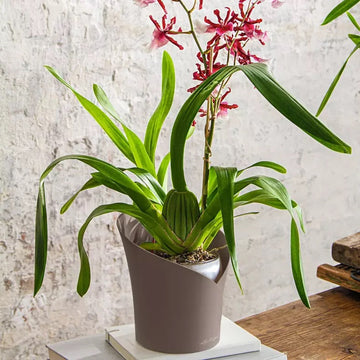 ORCHIDEA