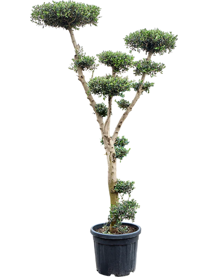 Olea Europea Branched