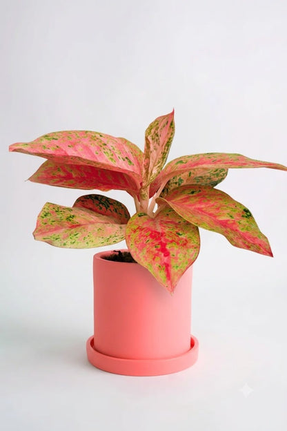 Aglaonema Prestige