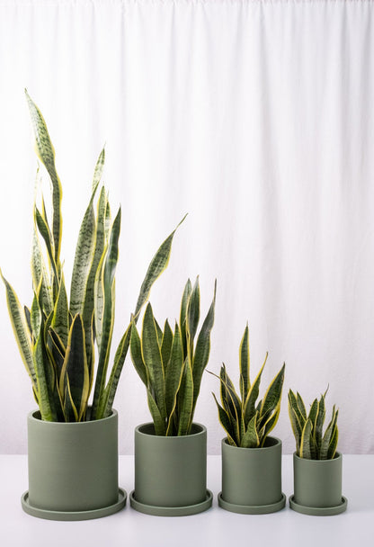 Sansevieria Laurentii - Image 1