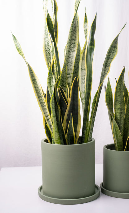 Sansevieria Laurentii - Image 2