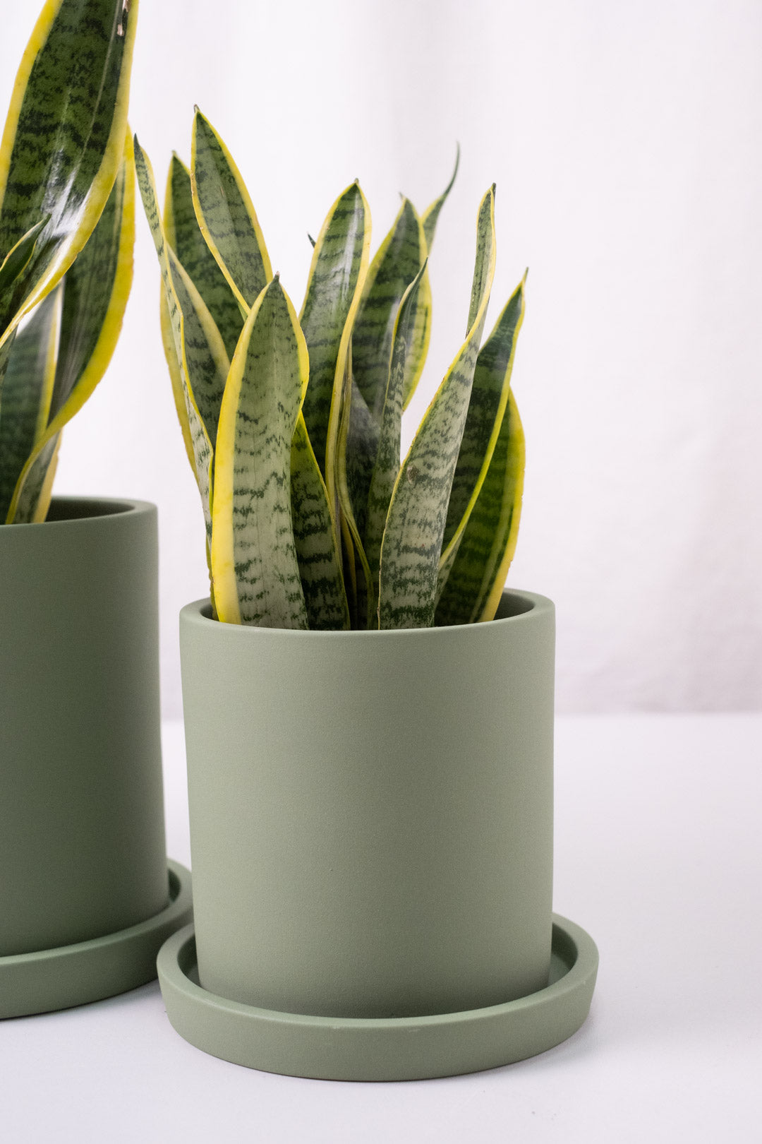 Sansevieria Laurentii - Image 4