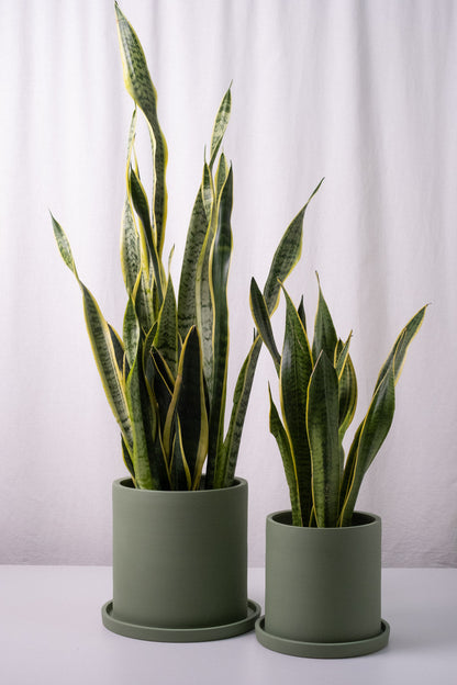 Sansevieria Laurentii - Image 6