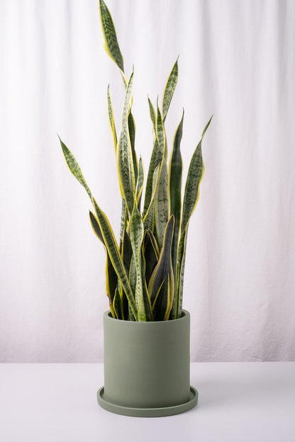 Sansevieria Laurentii - Image 7
