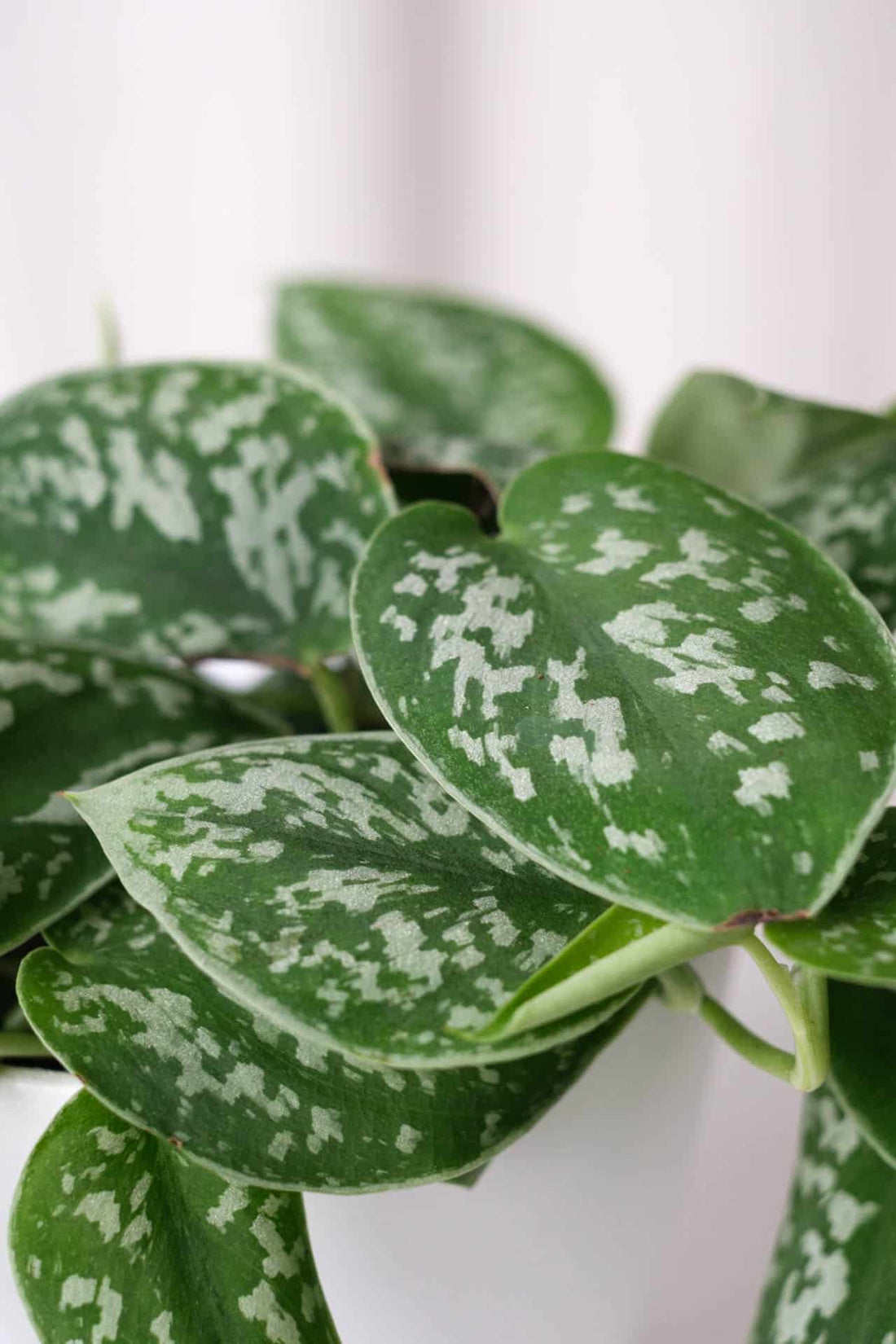 Scindapsus Pictus - 2