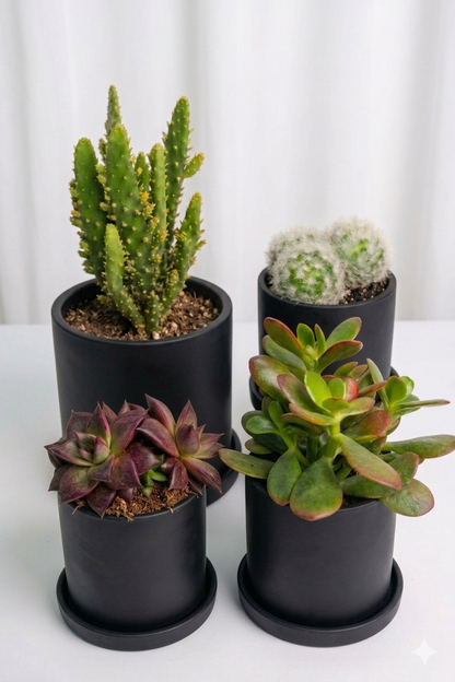 Set Mix Cactuși și Suculente