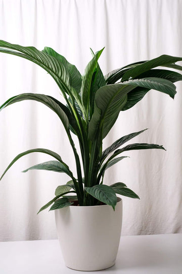 Spathiphyllum Sensation