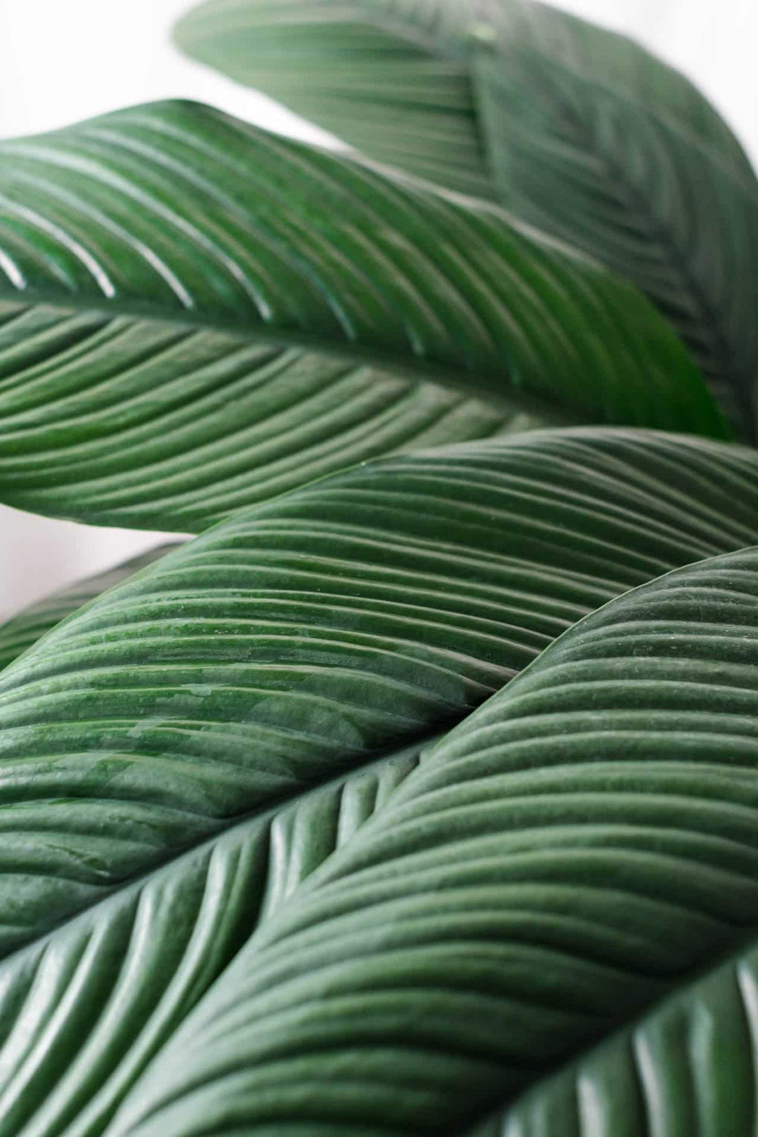 Spathiphyllum Sensation - Image 2