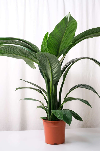Spathiphyllum Sensation