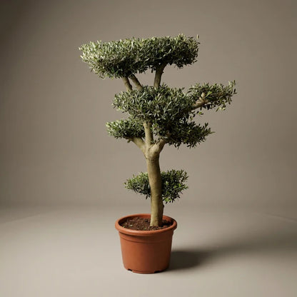 Olea Europea Branched