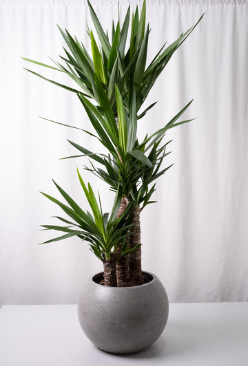Yucca 3 Stems