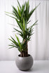 Yucca 3 Stems - Image 1