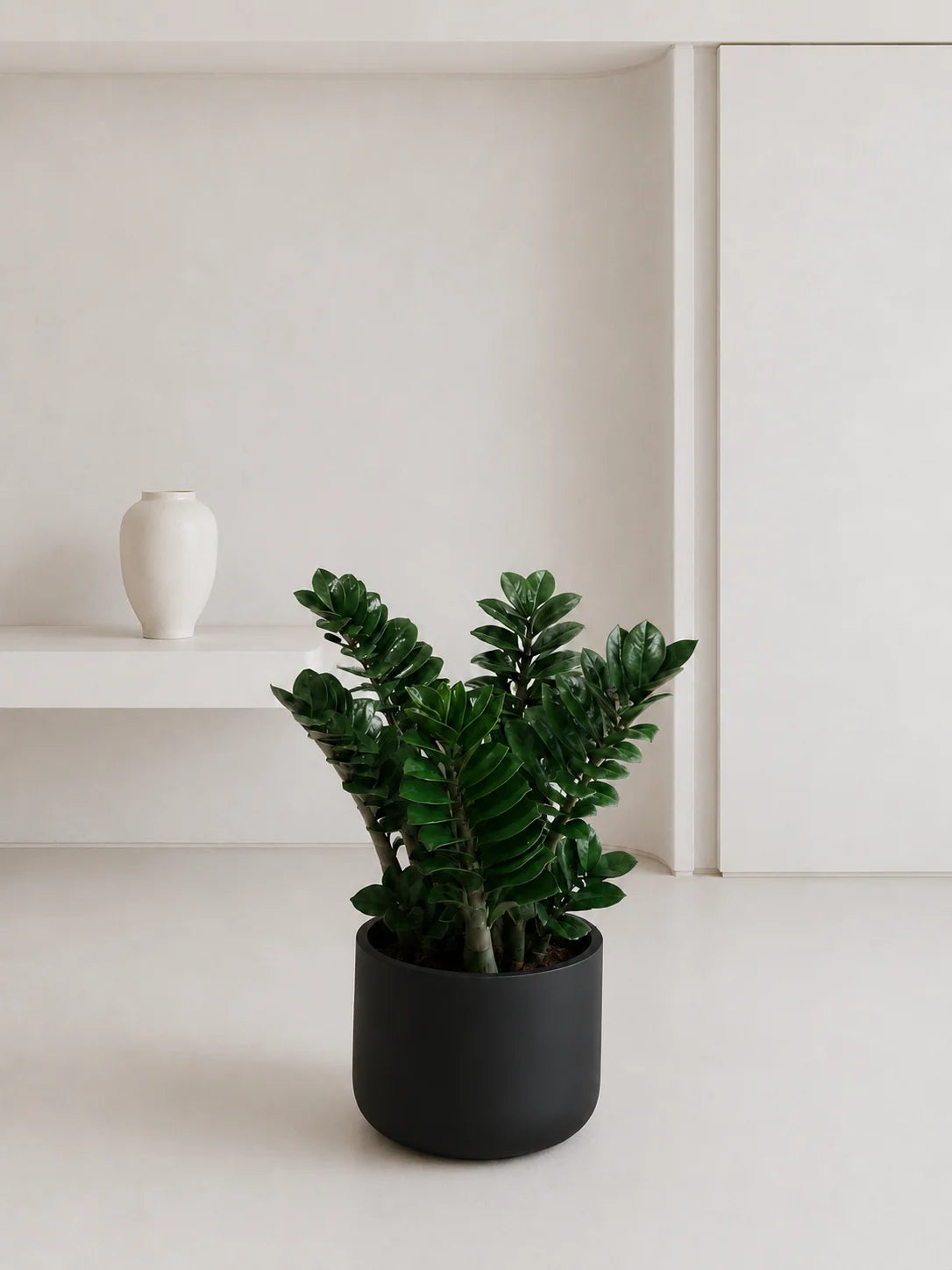 Zamioculcas Zenzi