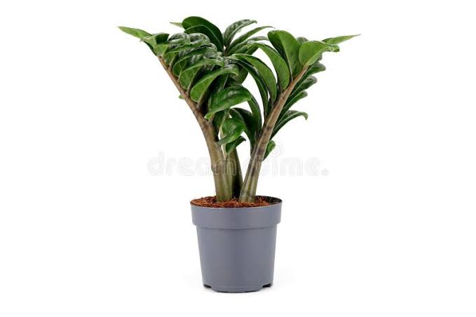 Zamioculcas Zenzi