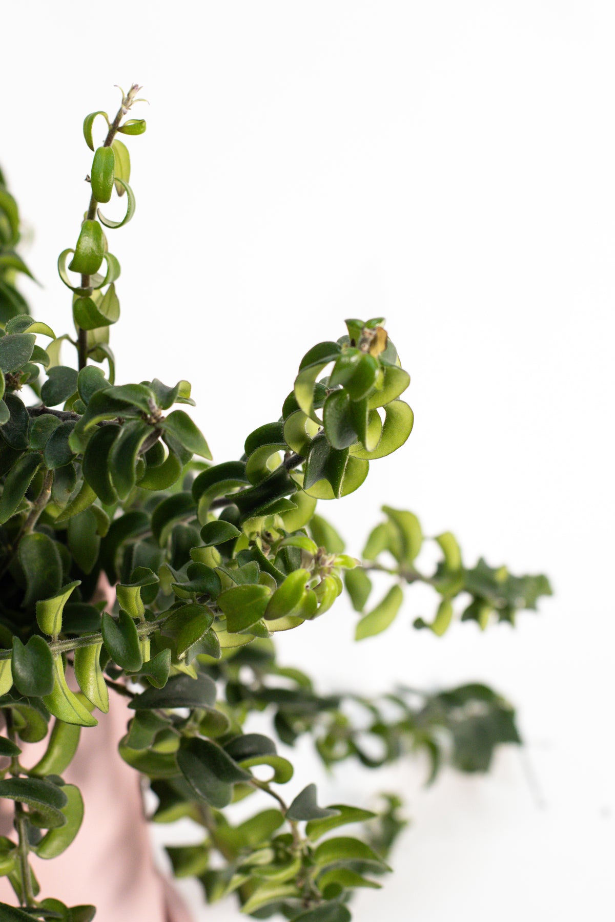 Aeschynanthus Lipstick