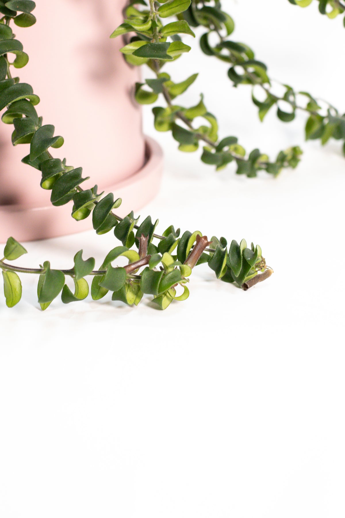 Aeschynanthus Lipstick