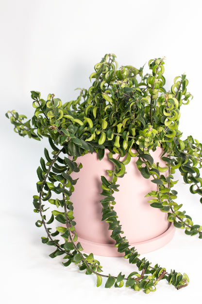 Aeschynanthus Lipstick