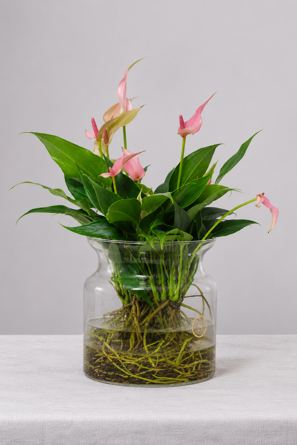 Anthurium Lilli Sticlă Ø12 · 45 cm