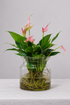 Anthurium Lilli Sticlă Ø12 · 45 cm