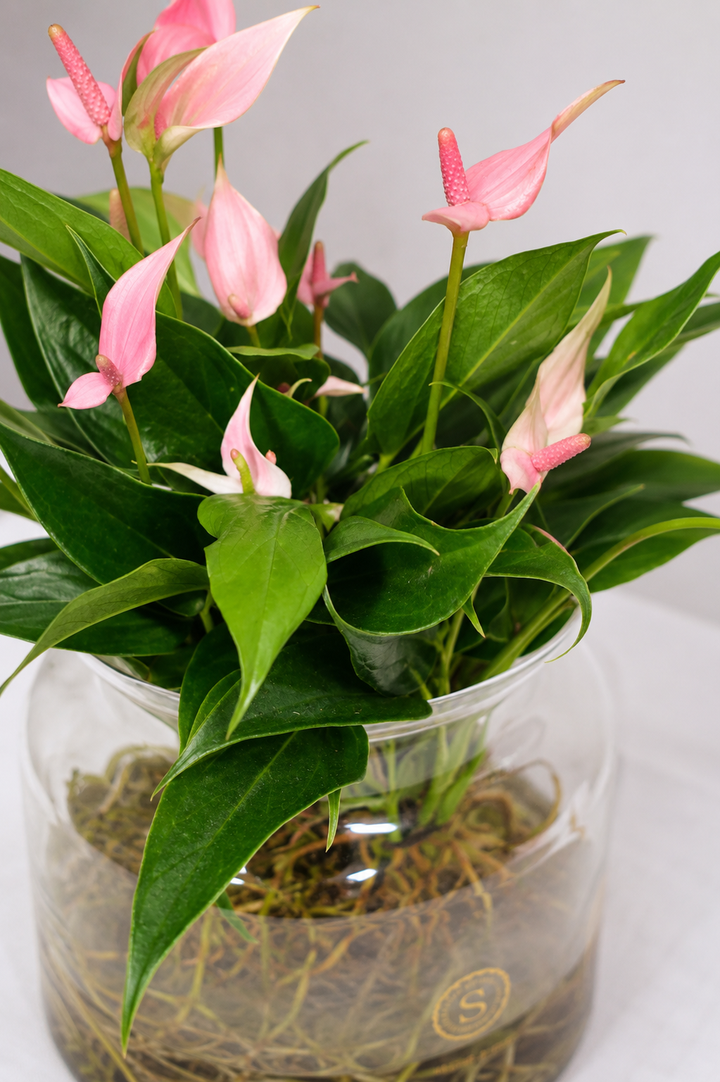 Anthurium Lilli Sticlă Ø12 · 45 cm