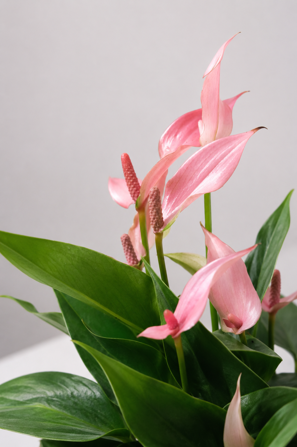 Anthurium Lilli Sticlă Ø12 · 45 cm