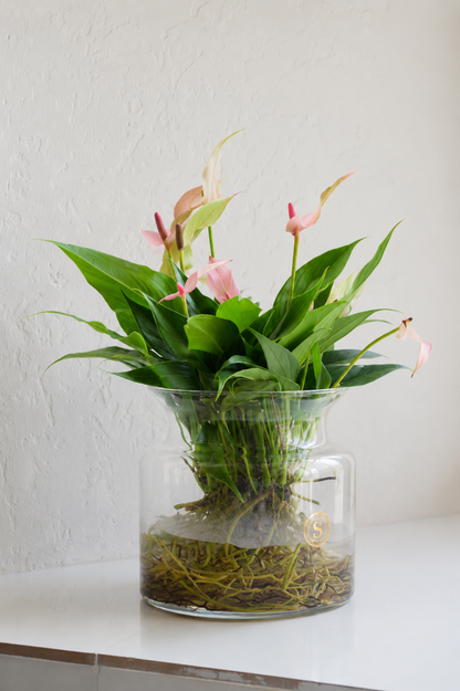 Anthurium Lilli Sticlă Ø12 · 45 cm