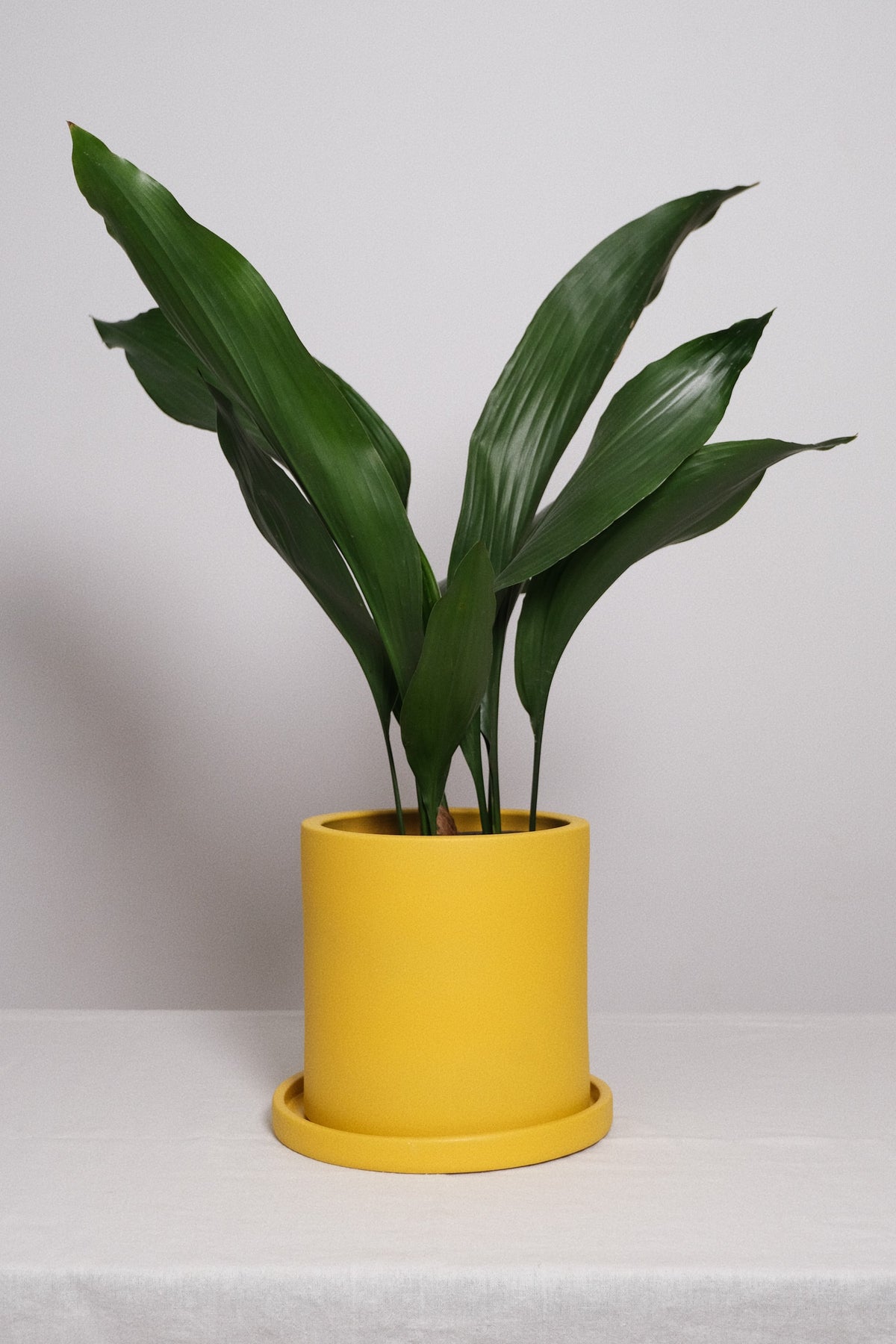 Aspidistra elatior