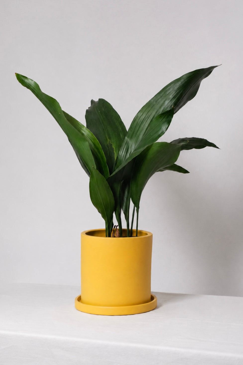 Aspidistra elatior